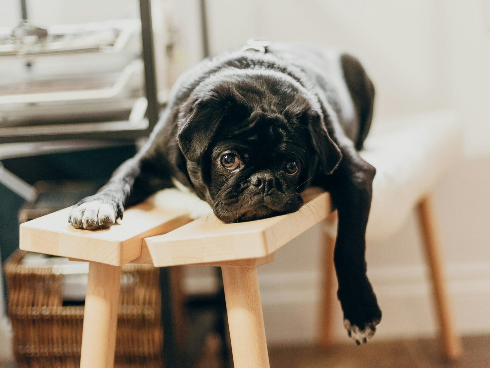 Qualités défauts entretien d'embauche